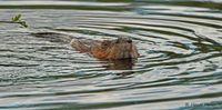 Muskusrat - Muskrat - Ondatra zibethicus