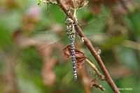 Blauwe glazenmaker - Southern Hawker - Aeshna cyanea