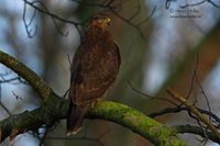 Buizerd - Common Buzzard - Buteo buteo