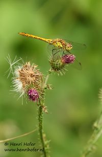 Steenrode heidelibel - Vagrant Darter - Sympetrum vulgatum