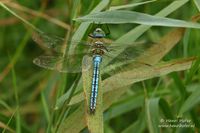 Grote keizerlibel - Emperor Dragonfly - Anax imperator