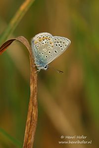 Icarusblauwtje - Common Blue - Polyommatus icarus