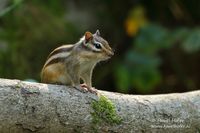 Siberische grondeekhoorn - Siberian chipmunk - Eutamias sibiricus