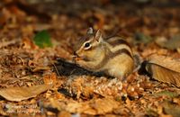 Siberische grondeekhoorn - Siberian chipmunk - Eutamias sibiricus