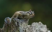 Siberische grondeekhoorn - Siberian chipmunk - Eutamias sibiricus