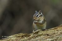 Siberische grondeekhoorn - Siberian chipmunk - Eutamias sibiricus