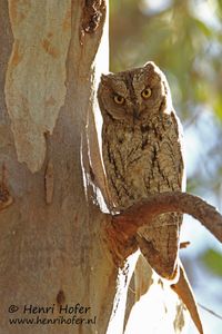 Dwergooruil - Eurasian Scops Owl - Otus scops