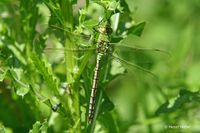 Grote keizerlibel - Emperor Dragonfly - Anax imperator