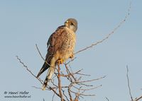 Torenvalk - Common Kestrel - Falco tinnunculus