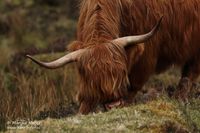 Schotse Hooglander - Scottish Highlander - Bos taurus taurus