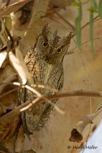 Dwergooruil - Eurasian Scops Owl - Otus scops