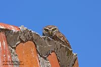 Steenuil - Little Owl - Athene noctua