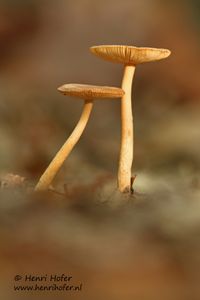 Bruinrode slanke amaniet - Orange-brown ringless amanita - Amanite fulva