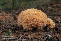 Grote Sponszwam - Cauliflower Fungus - Sparassis crispa