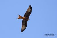 Rode wouw - Red Kite - Milvus milvus