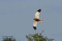 Bruine kiekendief - Marsh Harrier - Circus aeruginosus