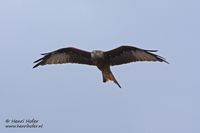 Rode wouw - Red Kite - Milvus milvus