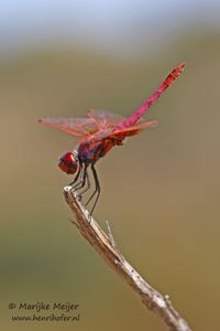 Purperlibel - Violet Dropwing - Trithemis annulata