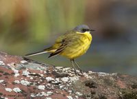 Noordse gele kwikstaart - Yellow Wagtail - Motacilla flava thunbergi