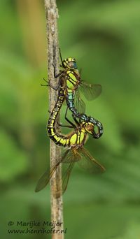 Glassnijder - Hairy Dragonfly - Brachytron pratense