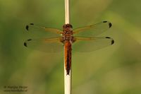 Bruine korenbout - Scarce Chaser - Libellula fulva