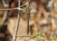 Smaragdlibel - Downy Emerald - Cordulia aenea