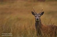 Schotse Edelhert - Scottish Deer - Cervus elaphus scoticus