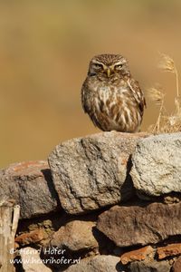 Steenuil - Little Owl - Athene noctua