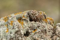 Steenuil - Little Owl - Athene noctua