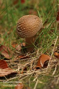 Panteramaniet - Panther Amanite - Amanita pantherina