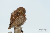 Steenuil - Little Owl - Athene noctua