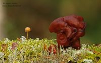 Bisschopsmuts - Hooded False Morel - Gyromitra infula