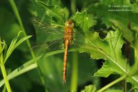 Vroege glazenmaker - Norfolk Hawker - Aeshna isosceles