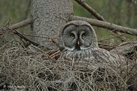 Laplanduil - Great Grey Owl - Strix nebulosa