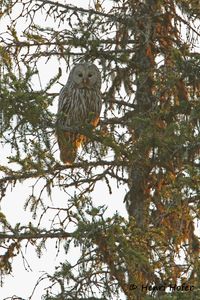 Oeraluil - Ural Owl - Strix uralensis