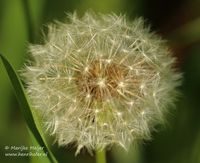 Paardenbloem