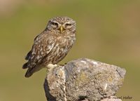 Steenuil - Little Owl - Athene noctua