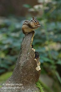 Siberische grondeekhoorn - Siberian chipmunk - Eutamias sibiricus