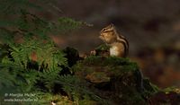 Siberische grondeekhoorn - Siberian chipmunk - Eutamias sibiricus