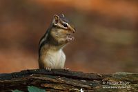 Siberische grondeekhoorn - Siberian chipmunk - Eutamias sibiricus