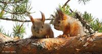 Eekhoorn - Squirrel - Sciurus vulgaris