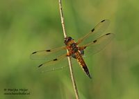 Viervlek - Four Spotted Chaser - Libellula quadrimaculata