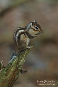 Siberische grondeekhoorn - Siberian chipmunk - Eutamias sibiricus