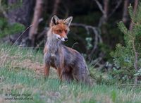 Vos - Fox -Vulpes vulpes