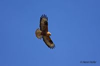 Arendbuizerd - Long-legged Buzzard - Buteo rufinus