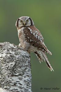 Sperweruil - Hawk Owl - Surnia ulula