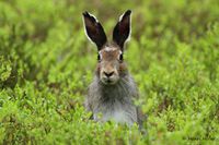 Sneeuwhaas - Mountain hare - Lepus timidus