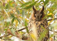 Ransuil - Long-eared Owl - Asio otus