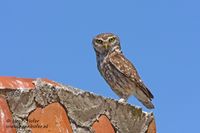 Steenuil - Little Owl - Athene noctua