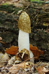 Grote stinkzwam - Common Stinkhorn - Phallus impudicus